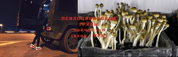 каннабис Баксан